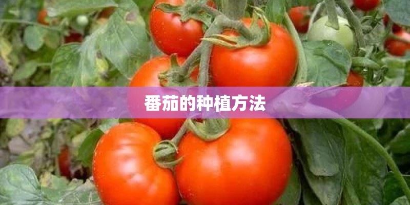 番茄的种植方法