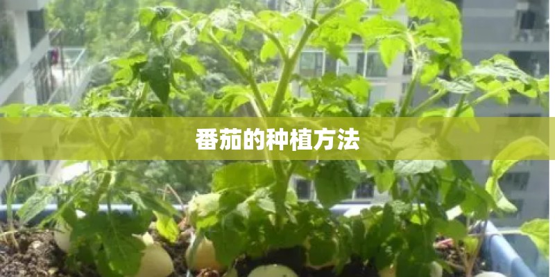 番茄的种植方法