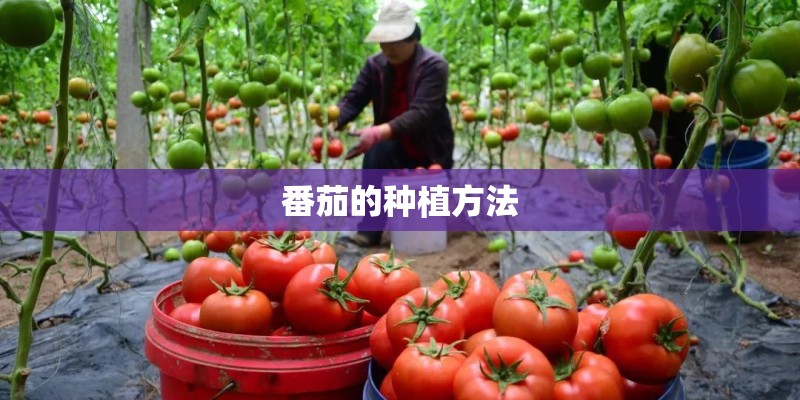 番茄的种植方法
