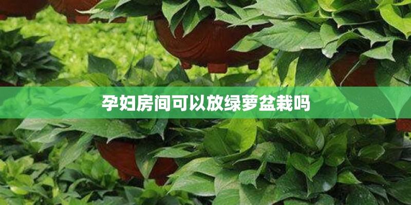 孕妇房间可以放绿萝盆栽吗