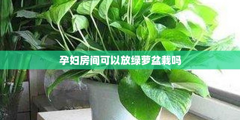 孕妇房间可以放绿萝盆栽吗