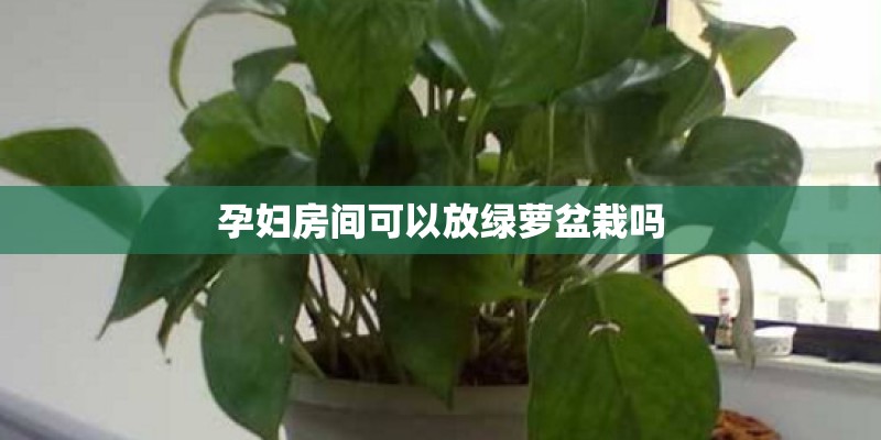 孕妇房间可以放绿萝盆栽吗