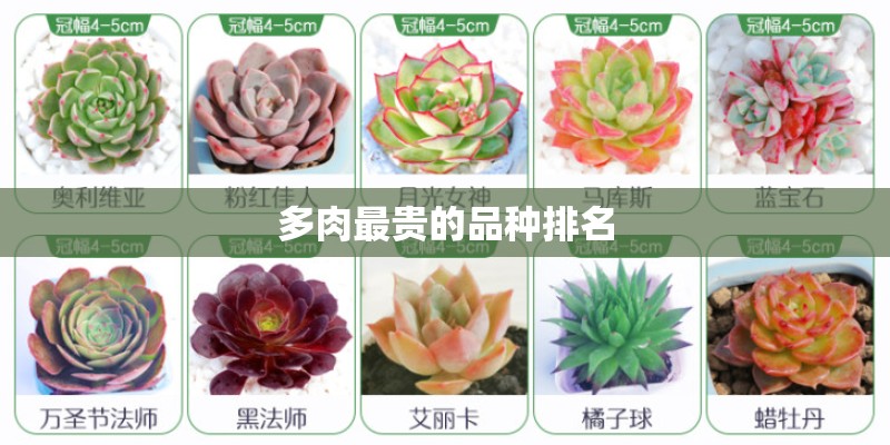 多肉最贵的品种排名