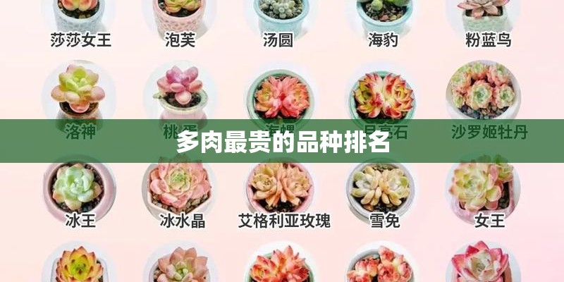多肉最贵的品种排名