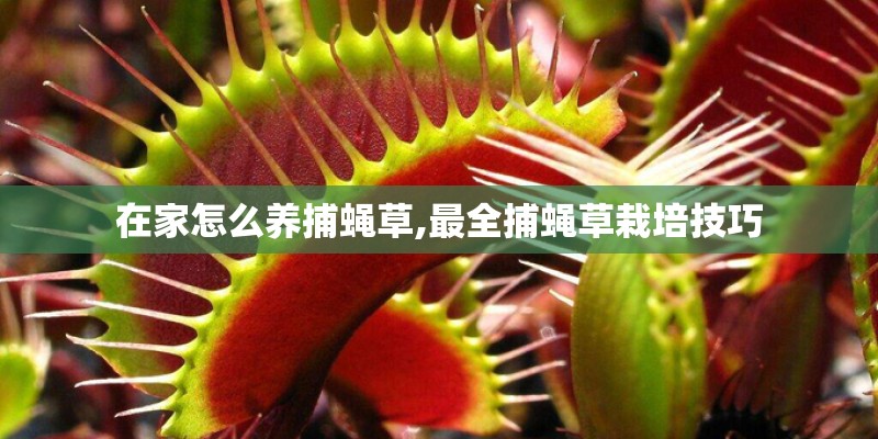 在家怎么养捕蝇草,最全捕蝇草栽培技巧