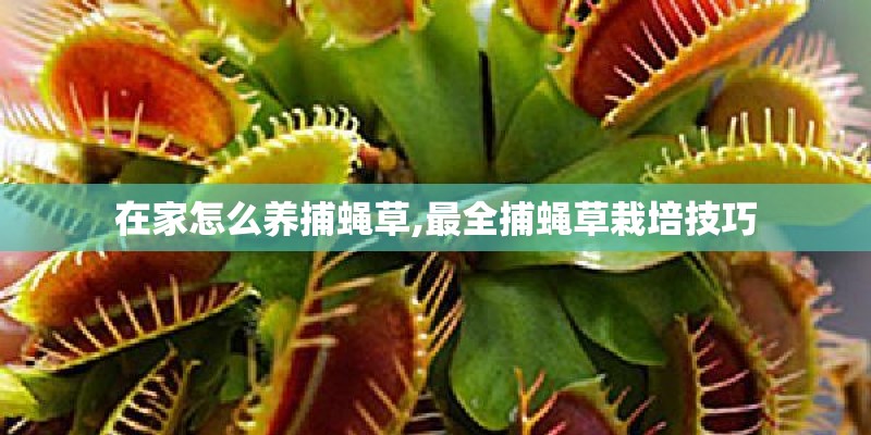 在家怎么养捕蝇草,最全捕蝇草栽培技巧