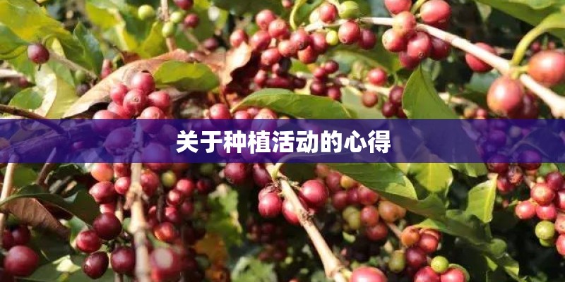 关于种植活动的心得