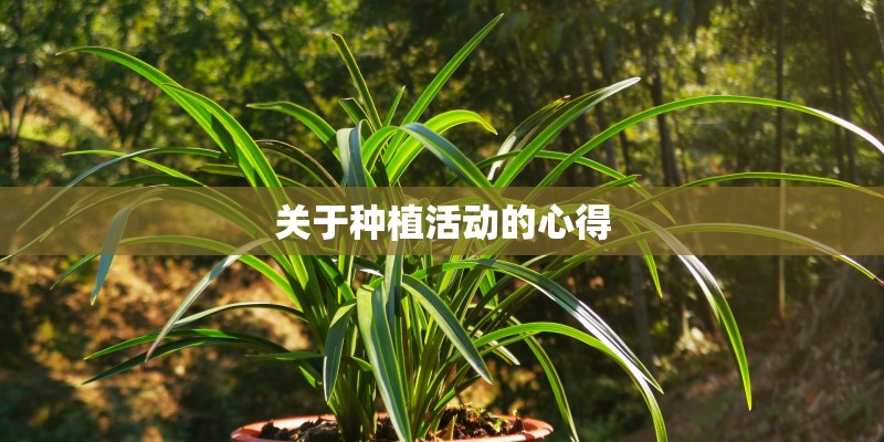 关于种植活动的心得