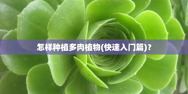 怎样种植多肉植物(快速入门篇)？