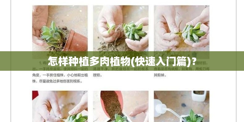 怎样种植多肉植物(快速入门篇)？
