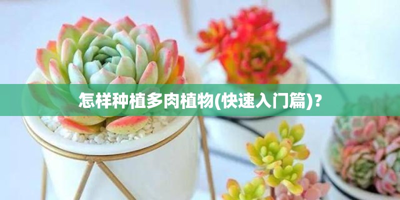 怎样种植多肉植物(快速入门篇)？