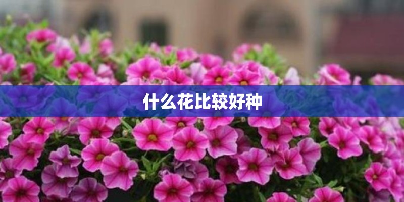 什么花比较好种