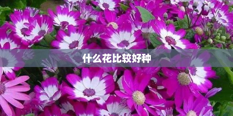 什么花比较好种
