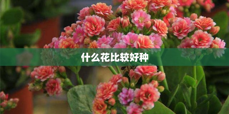 什么花比较好种