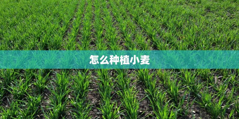 怎么种植小麦