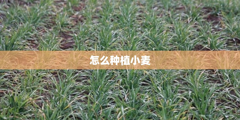 怎么种植小麦