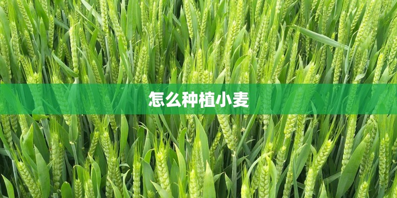 怎么种植小麦