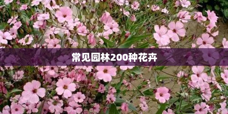 常见园林200种花卉