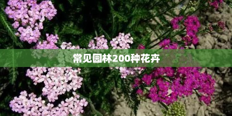 常见园林200种花卉