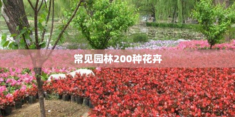 常见园林200种花卉