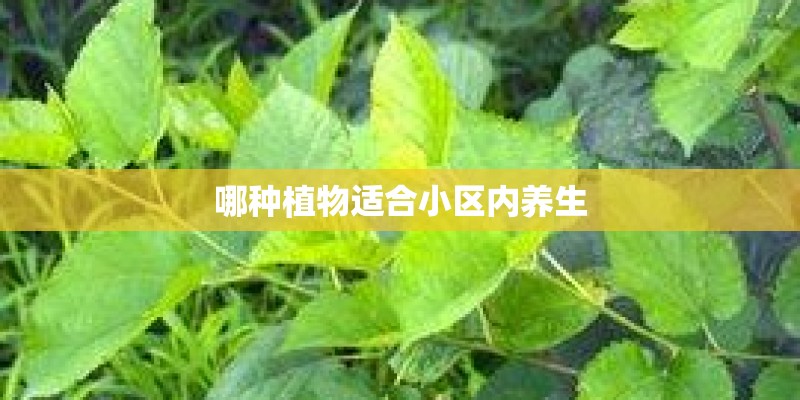 哪种植物适合小区内养生