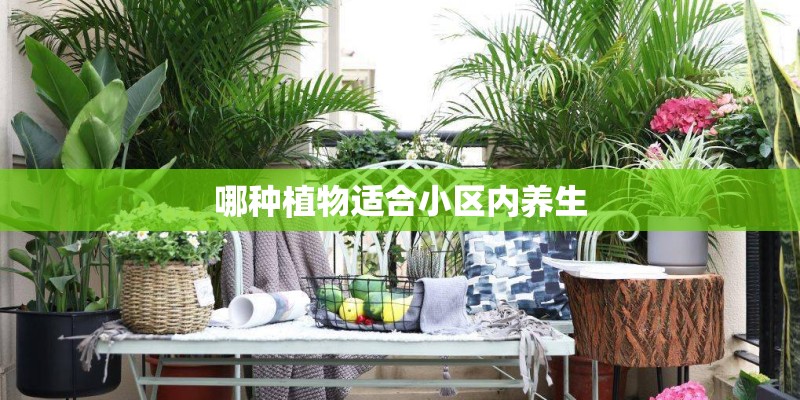 哪种植物适合小区内养生