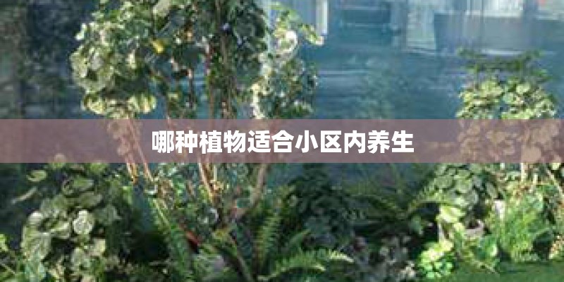 哪种植物适合小区内养生