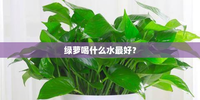 绿萝喝什么水最好？