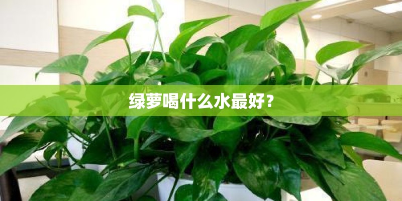 绿萝喝什么水最好？