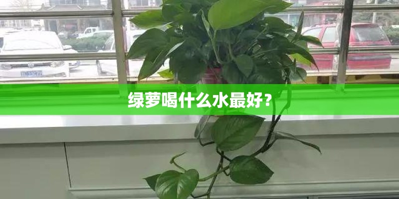 绿萝喝什么水最好？