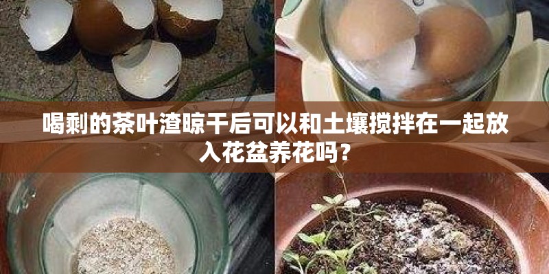 喝剩的茶叶渣晾干后可以和土壤搅拌在一起放入花盆养花吗？
