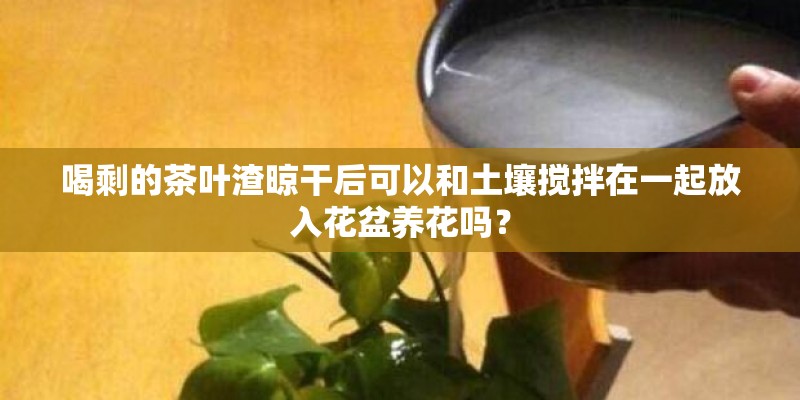 喝剩的茶叶渣晾干后可以和土壤搅拌在一起放入花盆养花吗？