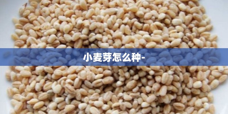 小麦芽怎么种-