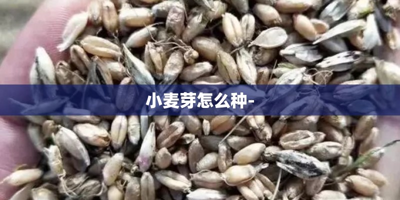 小麦芽怎么种-