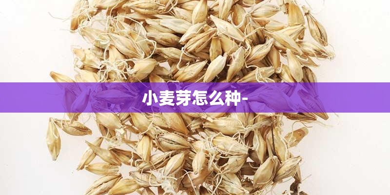 小麦芽怎么种-