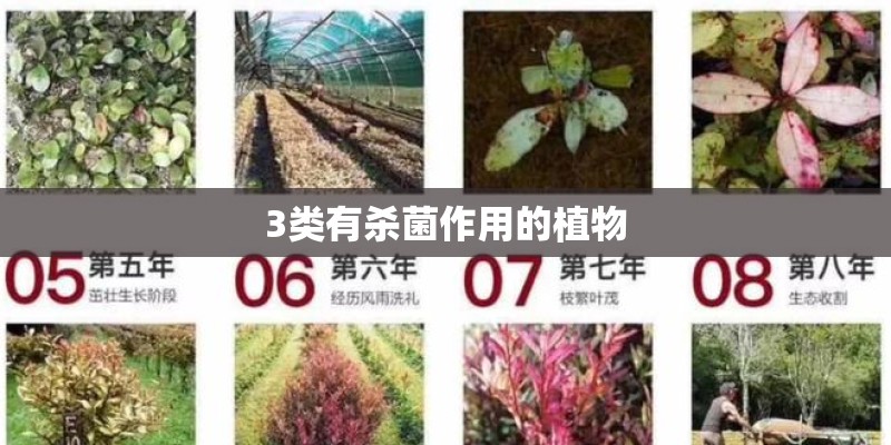 3类有杀菌作用的植物 3类有杀菌作用的植物