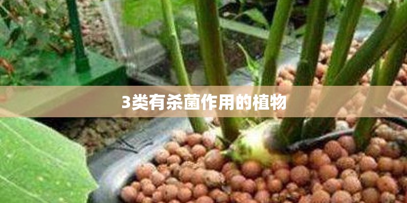 3类有杀菌作用的植物 3类有杀菌作用的植物