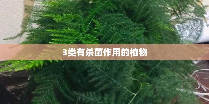 3类有杀菌作用的植物 3类有杀菌作用的植物