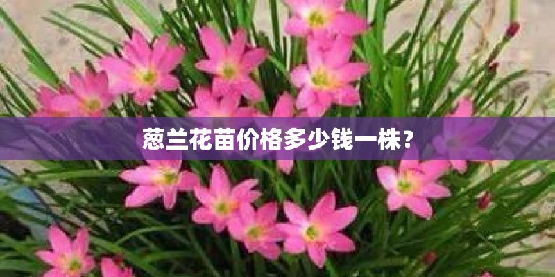 葱兰花苗价格多少钱一株？