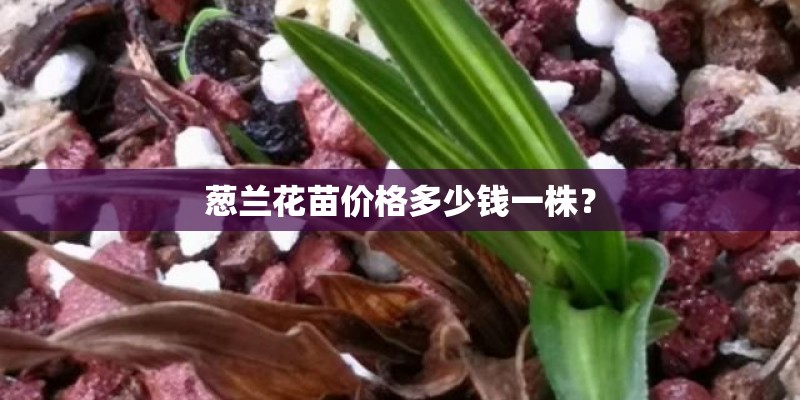 葱兰花苗价格多少钱一株？