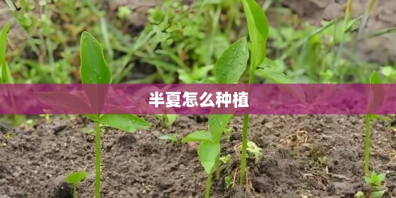 半夏怎么种植