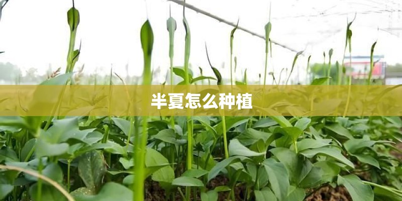 半夏怎么种植