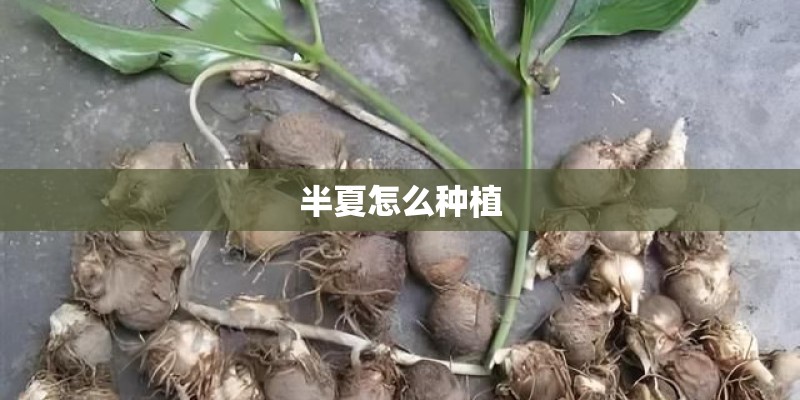 半夏怎么种植