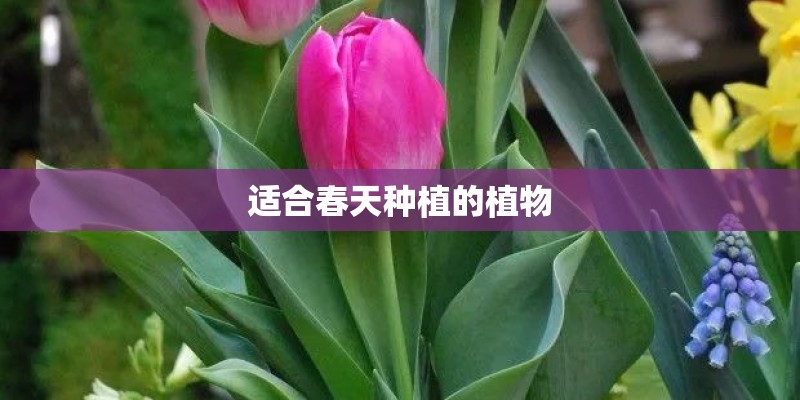 适合春天种植的植物