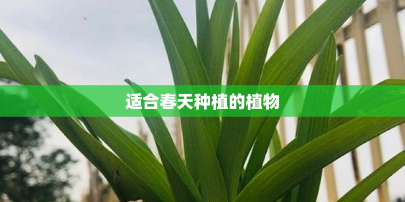 适合春天种植的植物