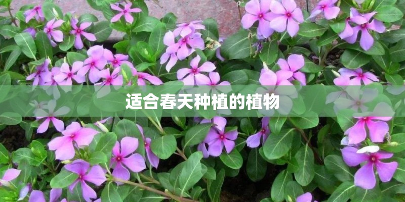 适合春天种植的植物