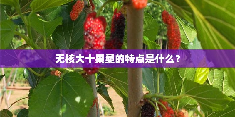 无核大十果桑的特点是什么？