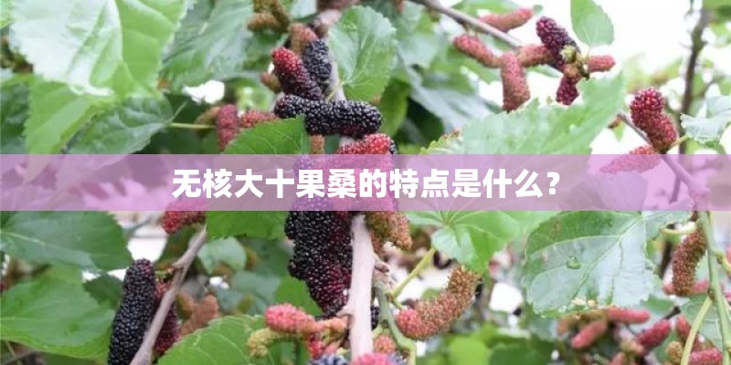 无核大十果桑的特点是什么？