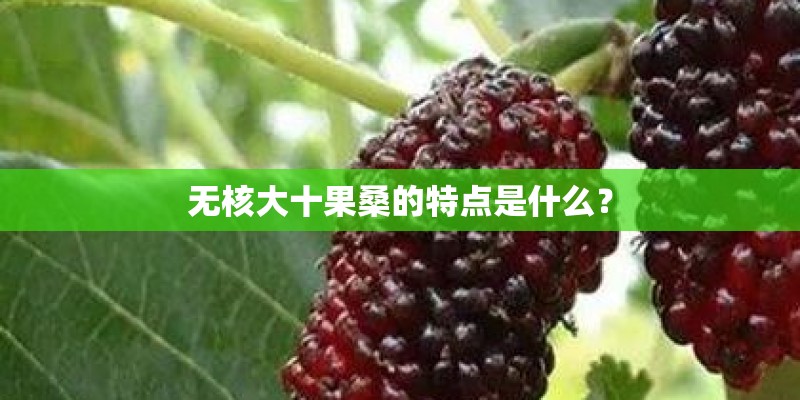 无核大十果桑的特点是什么？