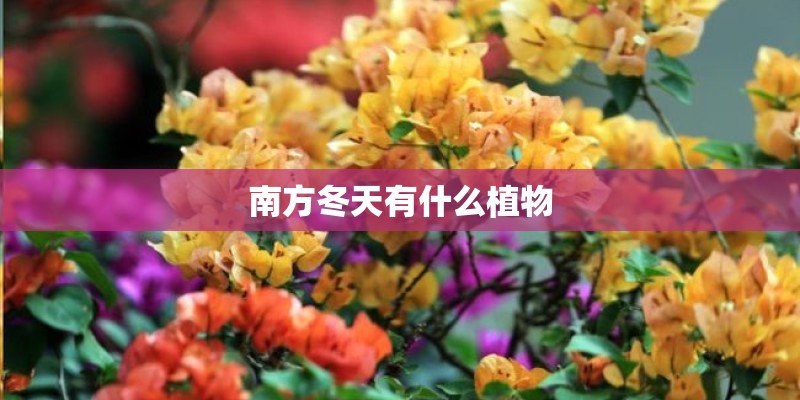南方冬天有什么植物